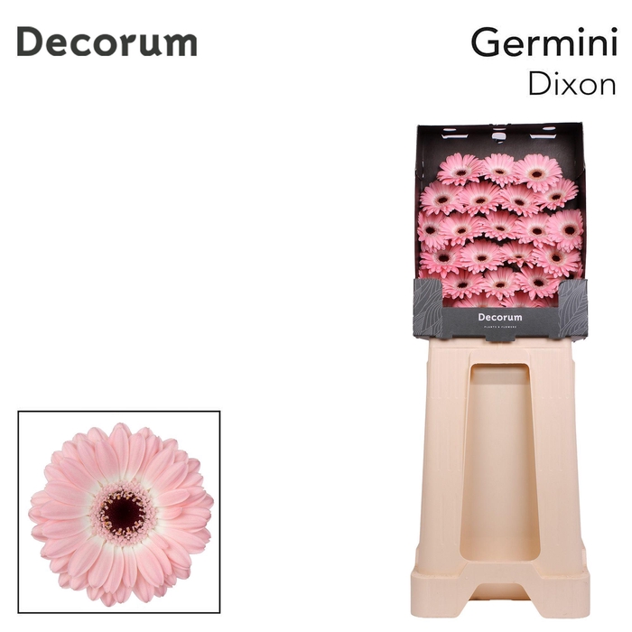 <h4>Germini Dixon Diamond</h4>