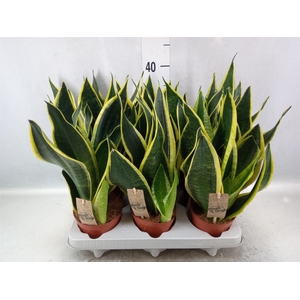 Sansevieria trifa. 'Futura Superba'