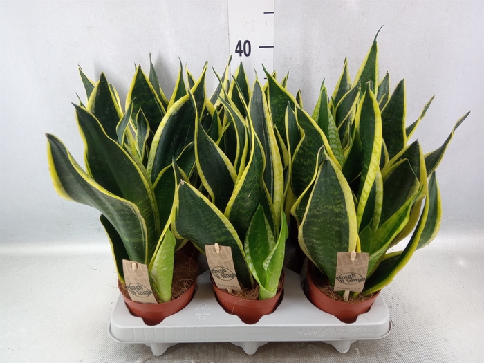 <h4>Sansevieria trifa. 'Futura Superba'</h4>