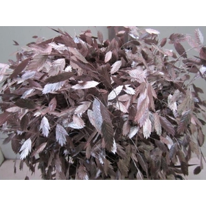 Chasmanthium Metallic Rood