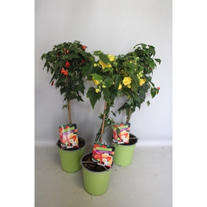 Stam 19cm Abutilon Divers