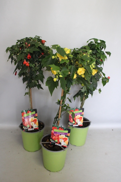 Stam 19cm Abutilon Divers