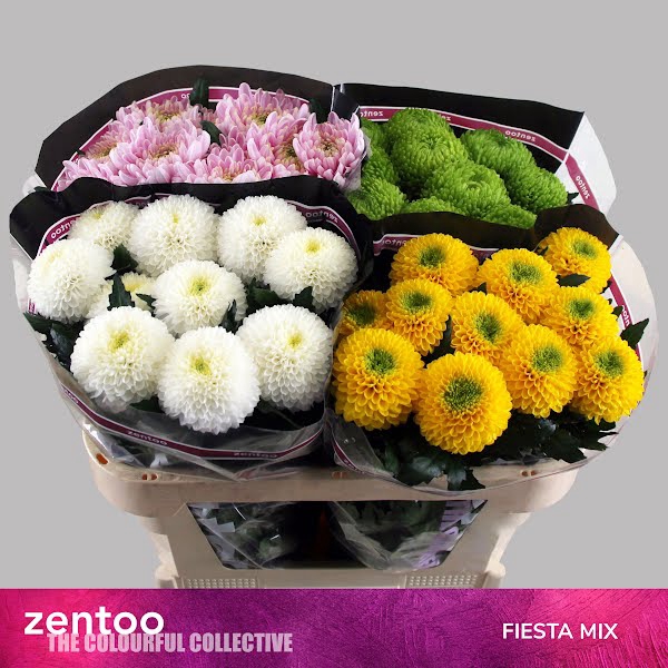 <h4>Chr G Mix Fiesta Zentoo</h4>