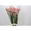 Nerine Pink Wonder
