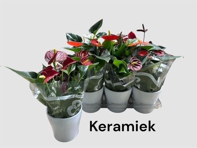 <h4>ANTHU AN GEM 4 KL</h4>