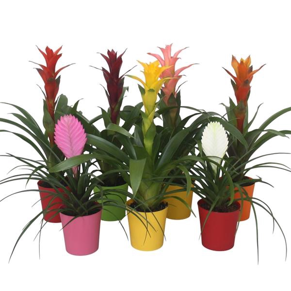 <h4>Bromelia gemengd in 5 kleuren kunststof pot</h4>