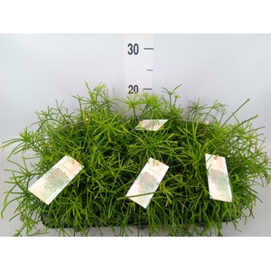 Rhipsalis baccifera 'Oasis'