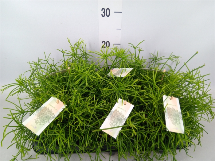 <h4>Rhipsalis baccifera 'Oasis'</h4>