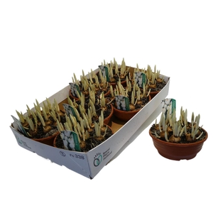 Crocus Wit In Schaaltje