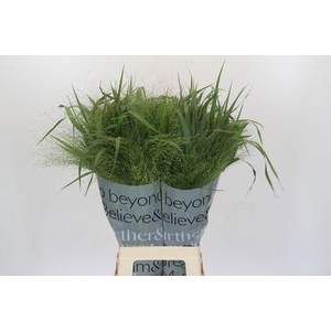 Panicum virgatum 'Fontaine'