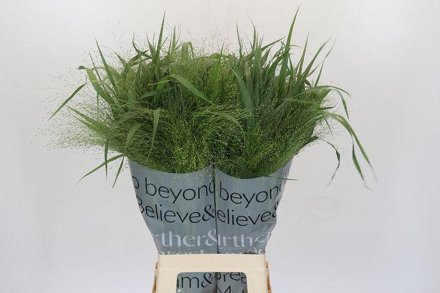 <h4>Panicum virgatum 'Fontaine'</h4>