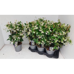 TRAC JASMINOIDES stock