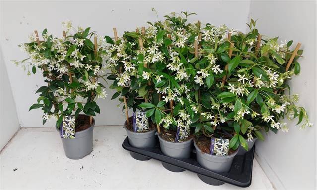 <h4>TRAC JASMINOIDES stock</h4>