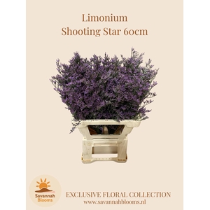 LIM SHOOTING STAR