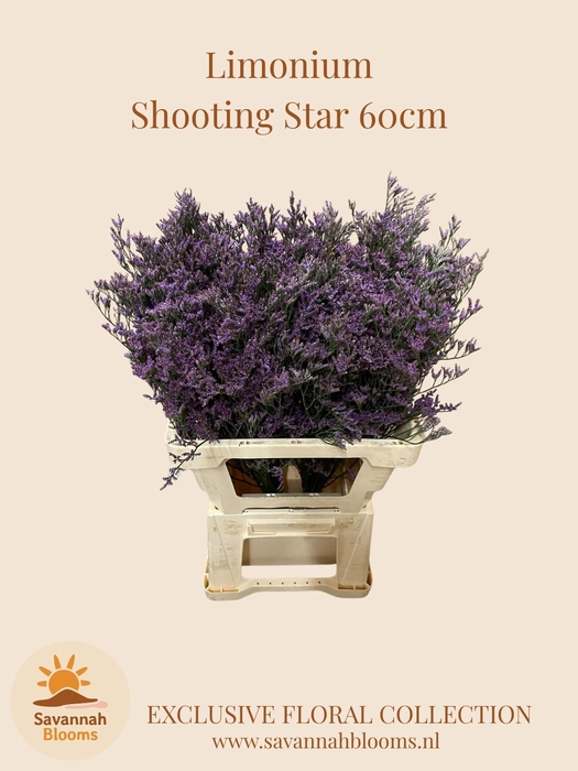 <h4>LIM SHOOTING STAR</h4>