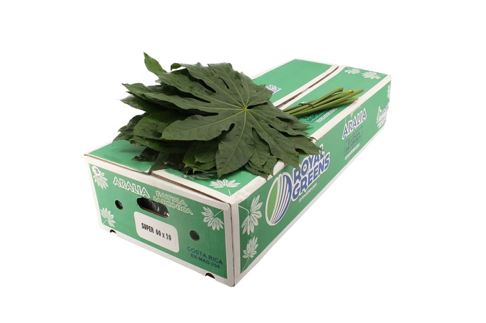 <h4>Aralia Super 70</h4>
