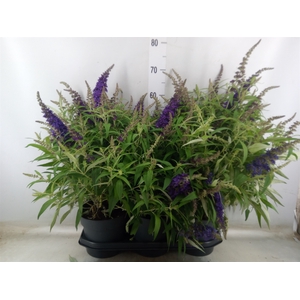 Buddleja davidii 'Butterf CL Lilac'