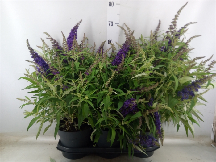 <h4>Buddleja davidii 'Butterf CL Lilac'</h4>