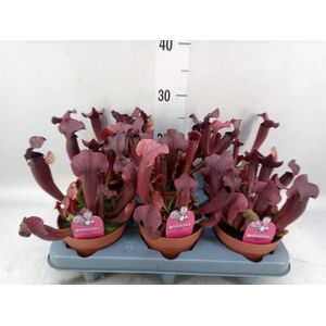 Sarracenia   ...