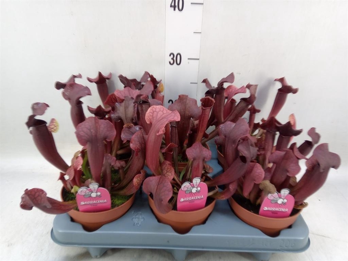 <h4>Sarracenia   ...</h4>