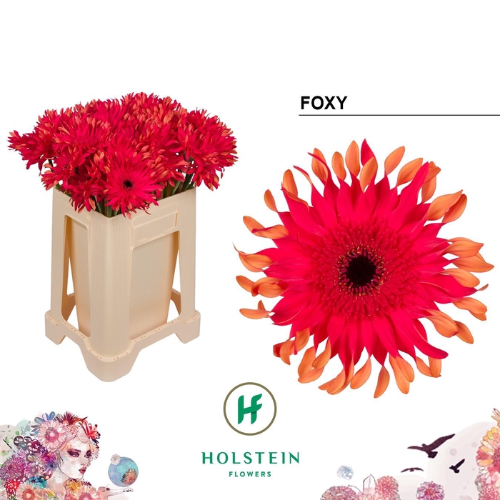 <h4>GE KV GERPASTA FOXY</h4>