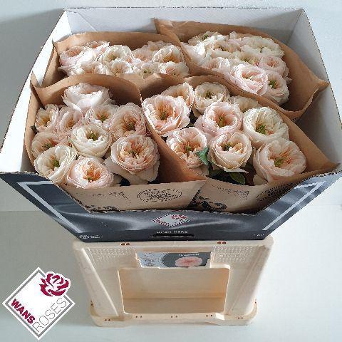 <h4>ROSA GR 'TINKERBELL'</h4>