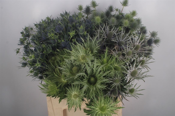 <h4>Eryngium Nl. Mixed In Bucket</h4>