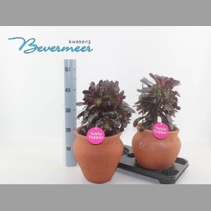 AEONIUM AB VELOURS