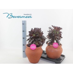 AEONIUM AB VELOURS