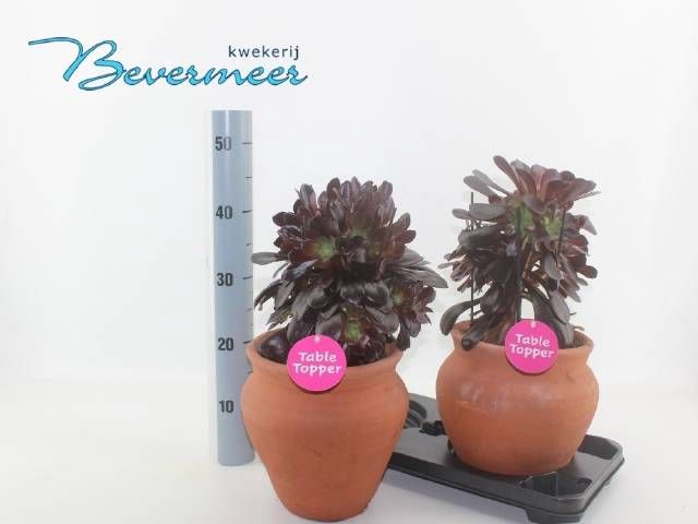 <h4>AEONIUM AB VELOURS</h4>