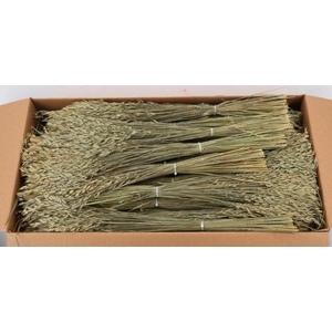 DF BROMUS BS
