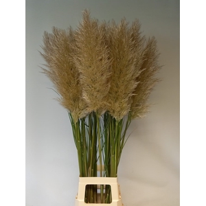 CORTADERIA OV