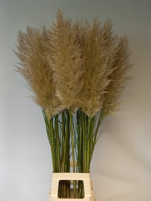 CORTADERIA OV