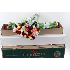 Di St Rainbow Mix Box