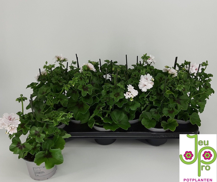 <h4>PEL PELT ROY WHITE</h4>