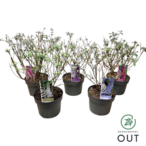 <h4>Buddleja dav. mix P19</h4>