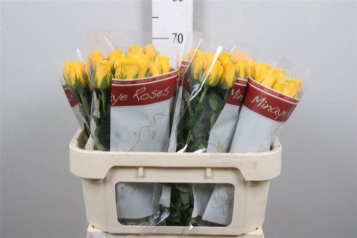 <h4>R Gr Momentum+</h4>