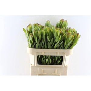 LEUCAD SAF GOLDSTRIK