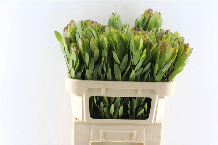 <h4>LEUCAD SAF GOLDSTRIK</h4>