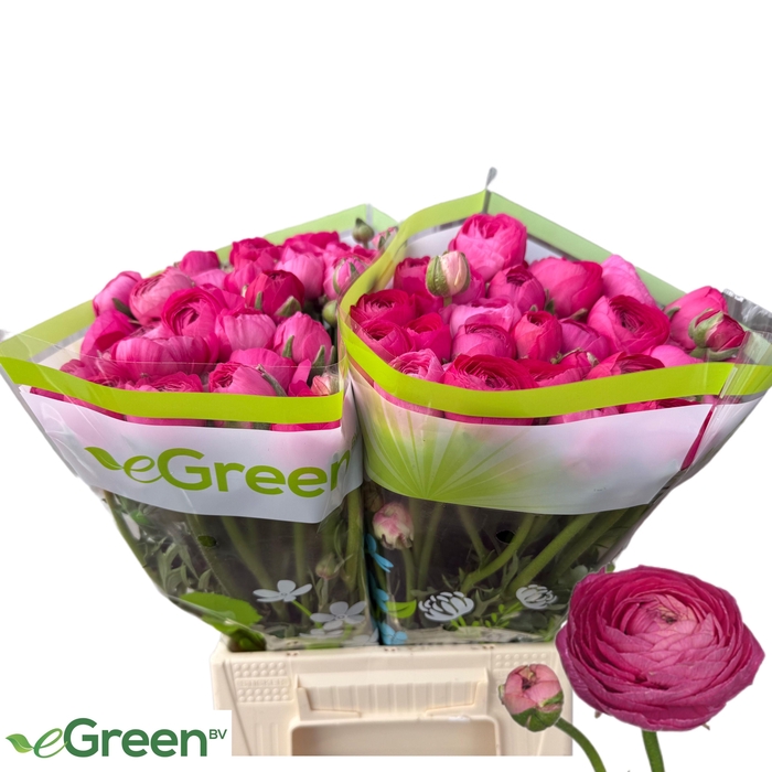 <h4>RAN AAZUR DEEP ROSE</h4>