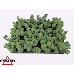 Sedum sieboldii