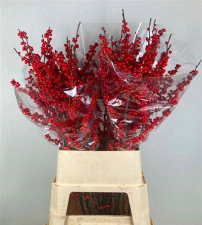 <h4>Ilex Ve Rode Bes</h4>