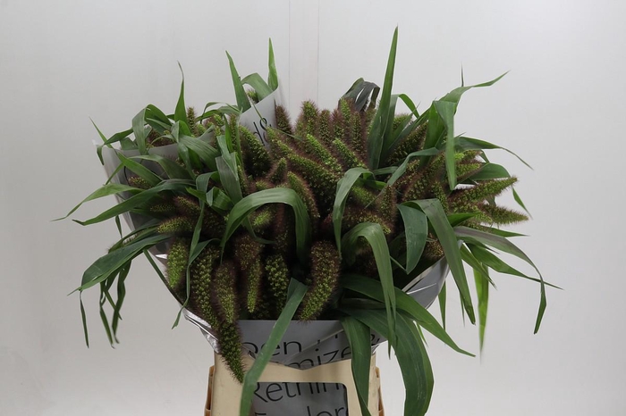 Setaria Italica Red Jewel