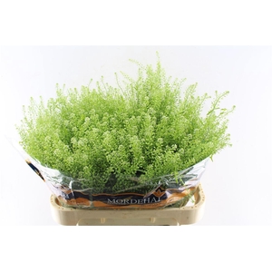 Thlaspi Green Bell 54 Gram