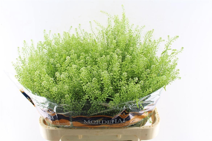 <h4>Thlaspi Green Bell 54 Gram</h4>