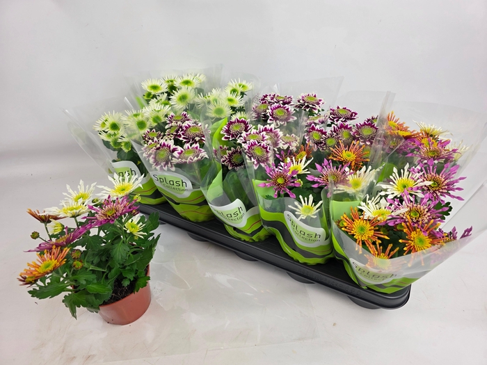 <h4>CHRYS SPLASH GEM</h4>