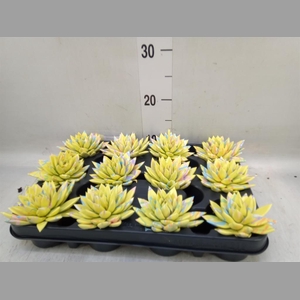 Echeveria  'Miranda'