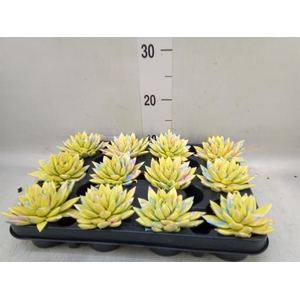 Echeveria  'Miranda'