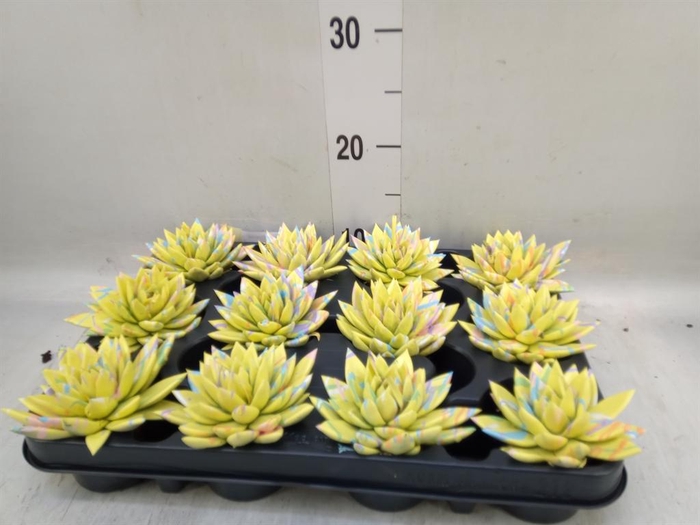 <h4>Echeveria  'Miranda'</h4>