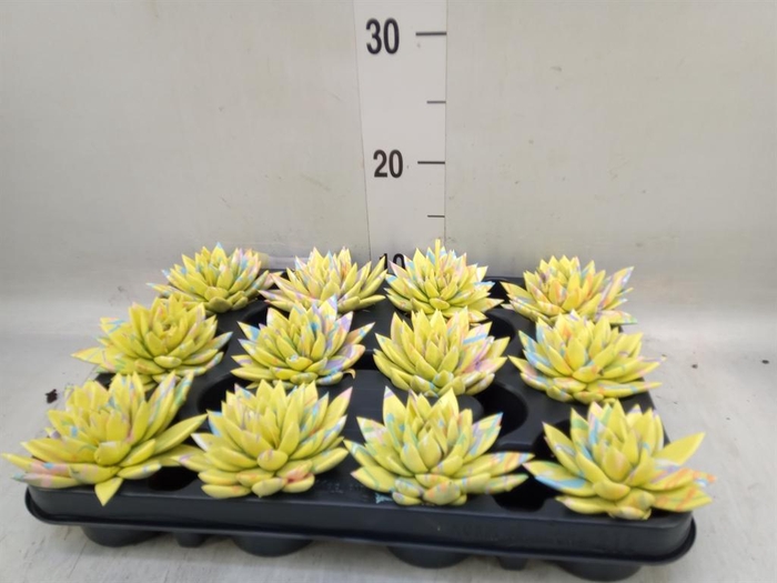 <h4>Echeveria  'Miranda'</h4>